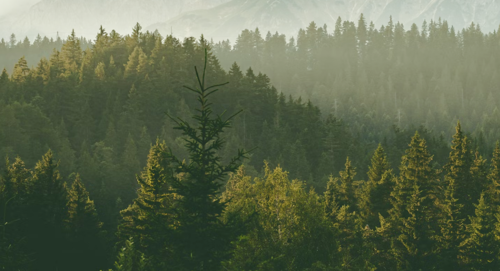 Stride Shopify Plus Byrå